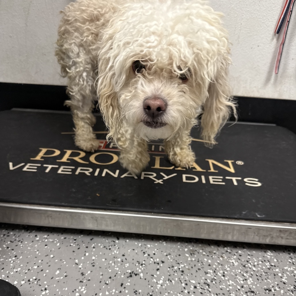 HACC-Stray-30051