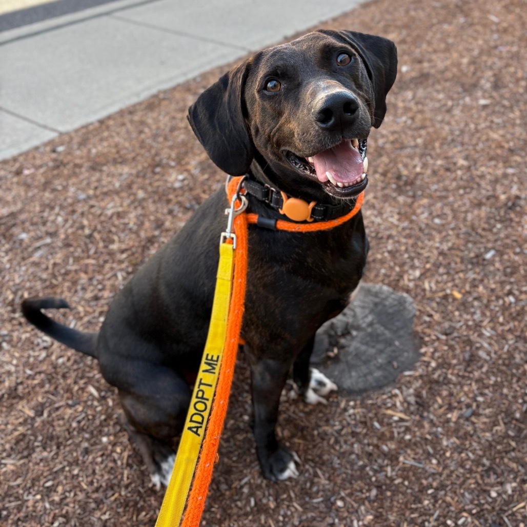 Bodi, an adoptable Hound, Mixed Breed in Spokane, WA, 99217 | Photo Image 1