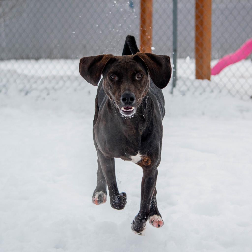 Bodi, an adoptable Hound, Mixed Breed in Spokane, WA, 99217 | Photo Image 2