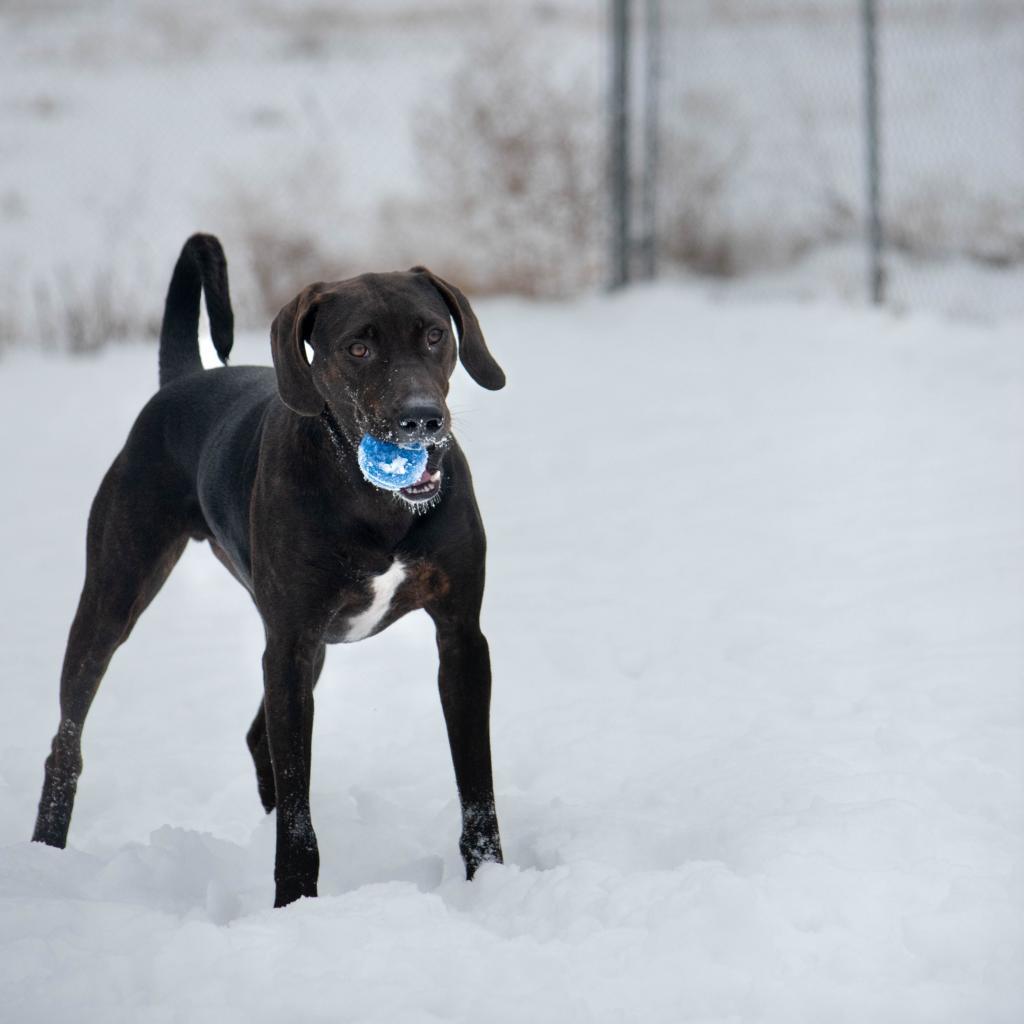 Bodi, an adoptable Hound, Mixed Breed in Spokane, WA, 99217 | Photo Image 3
