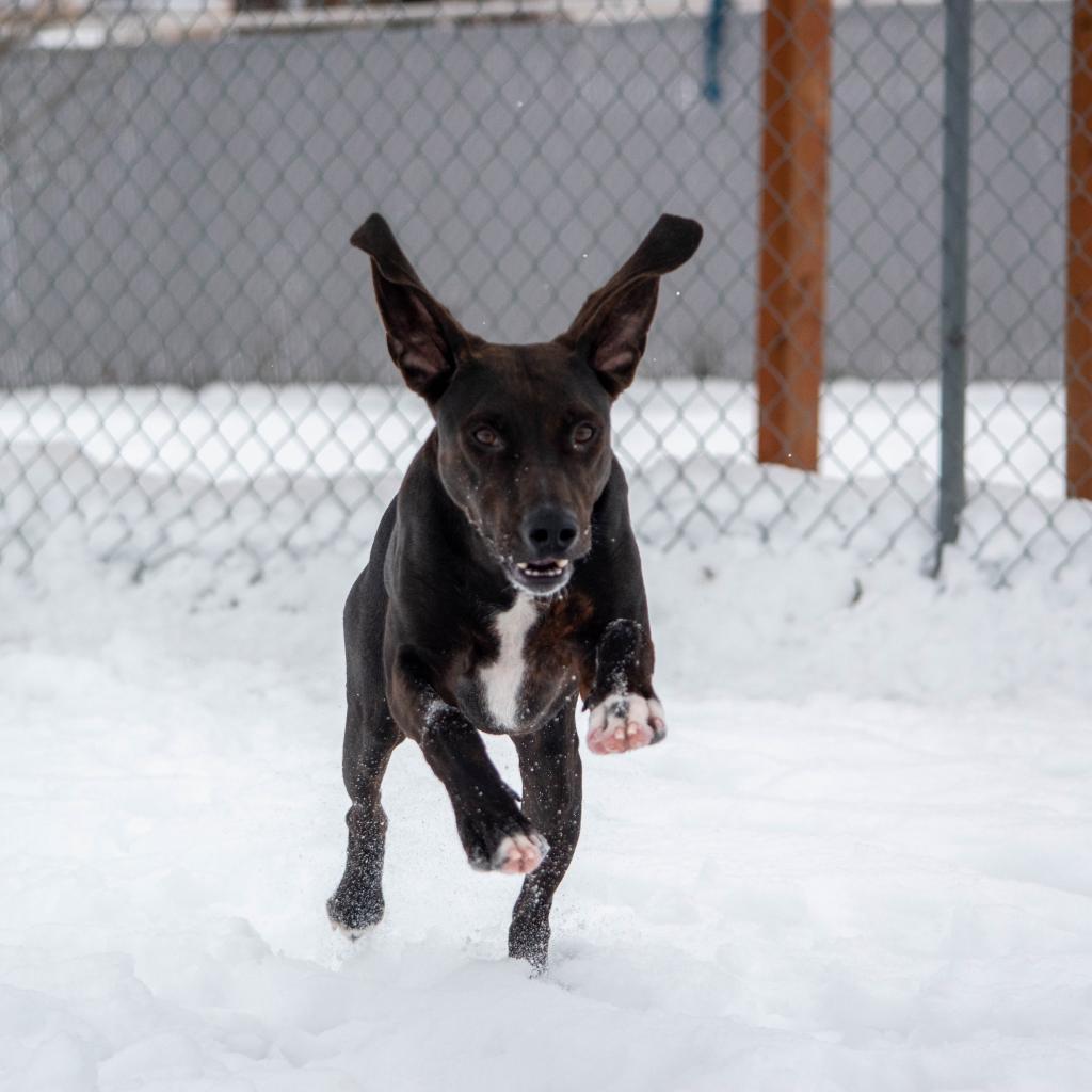 Bodi, an adoptable Hound, Mixed Breed in Spokane, WA, 99217 | Photo Image 4