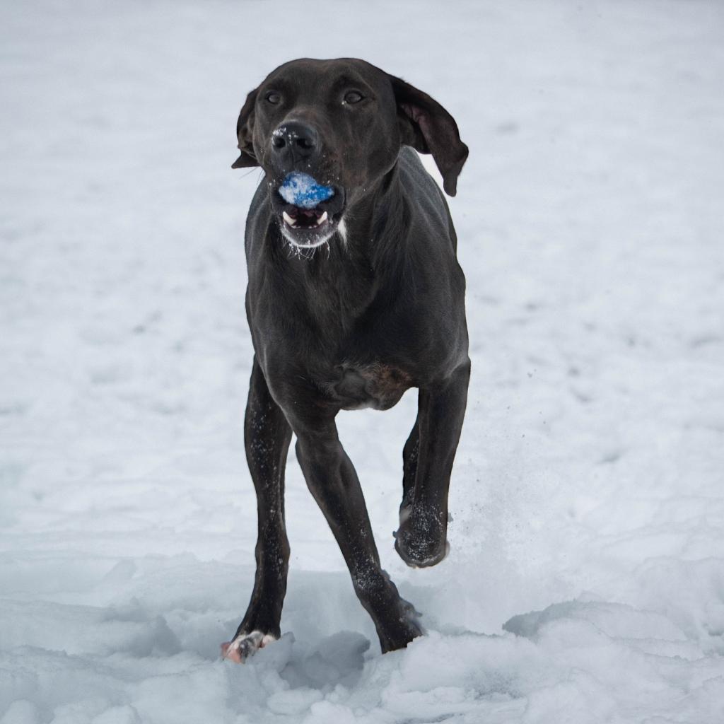 Bodi, an adoptable Hound, Mixed Breed in Spokane, WA, 99217 | Photo Image 5