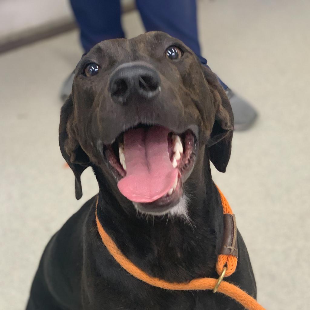 Bodi, an adoptable Hound, Mixed Breed in Spokane, WA, 99217 | Photo Image 6