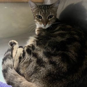 Hunny Bunny, Young Female unknown