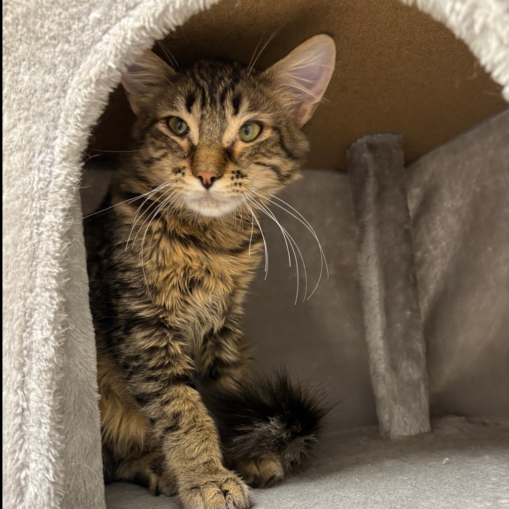 Snickers, an adoptable Domestic Short Hair in Great Falls, MT, 59404 | Photo Image 1