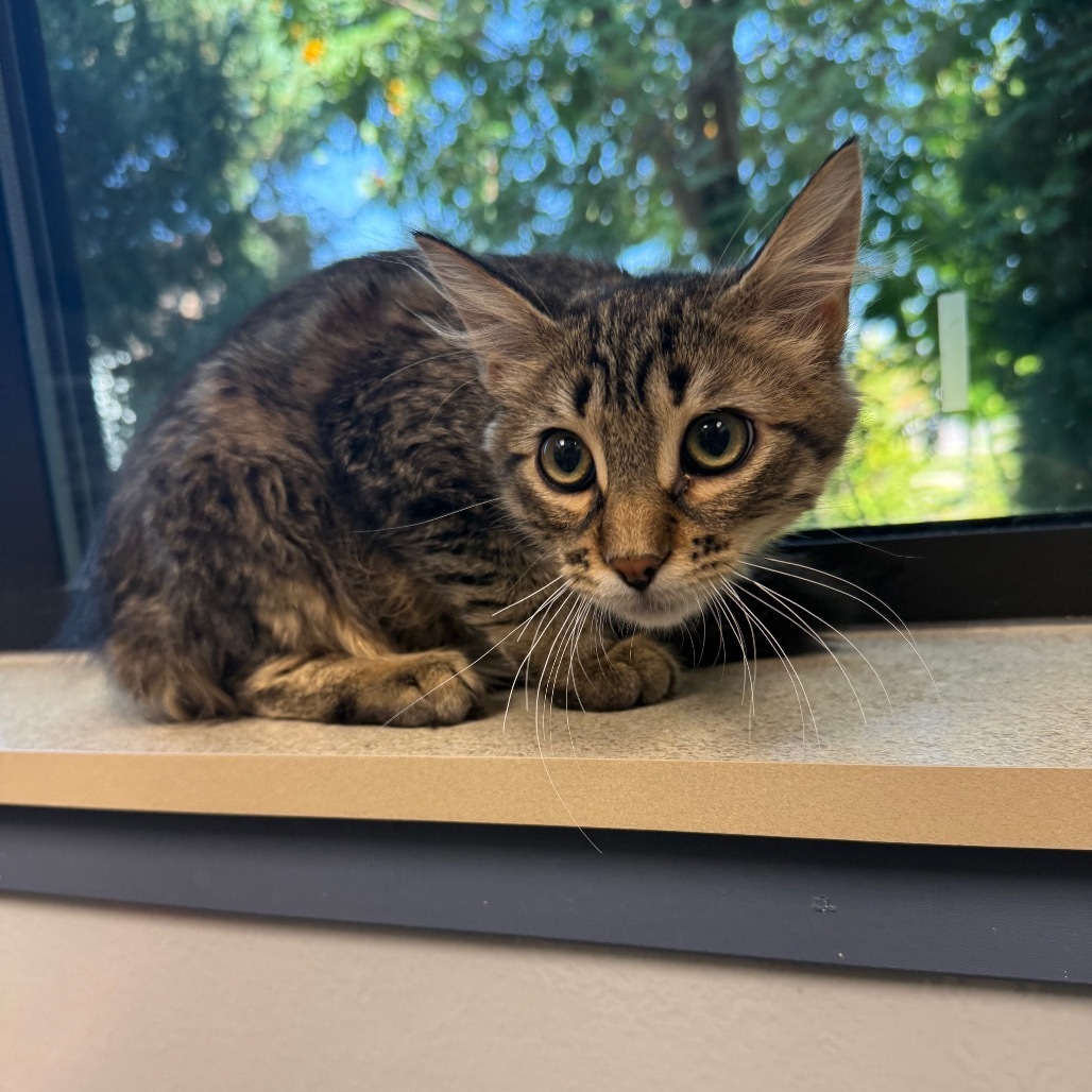 Snickers, an adoptable Domestic Short Hair in Great Falls, MT, 59404 | Photo Image 2