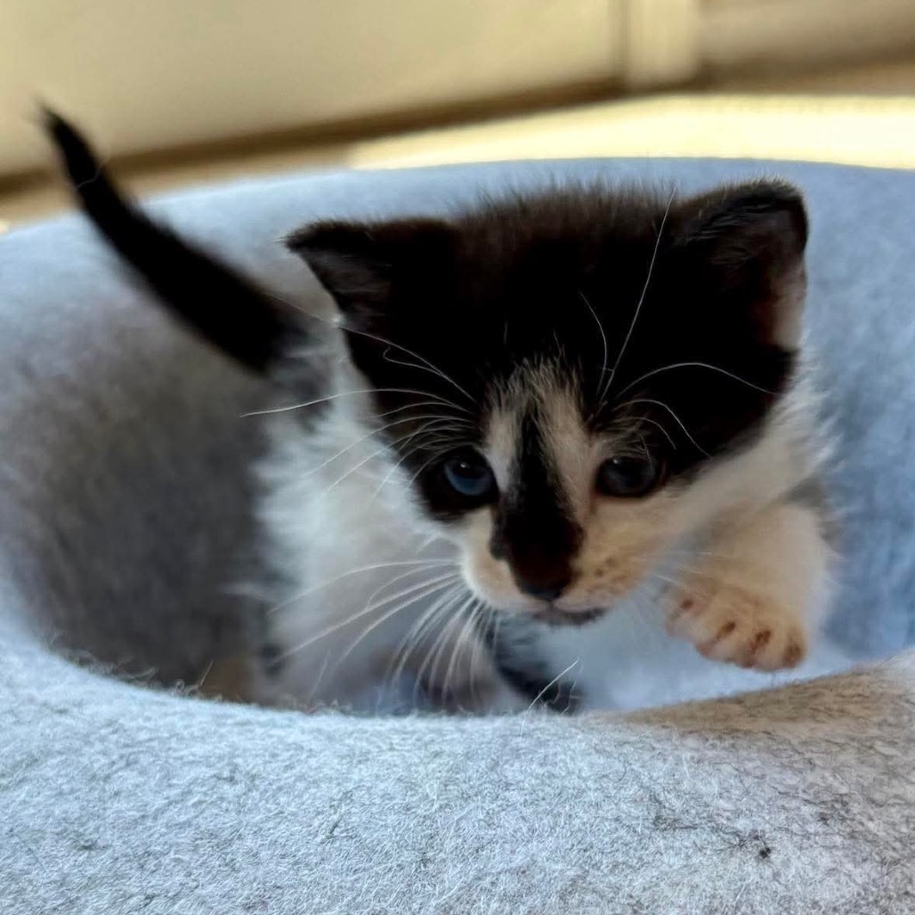 Whatchamacallit (Grey Collar)