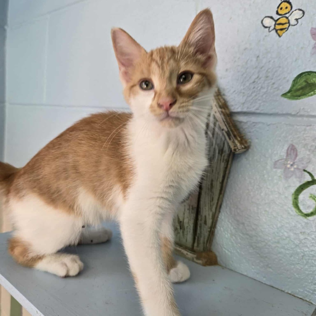 Butterfinger (Blue Collar)