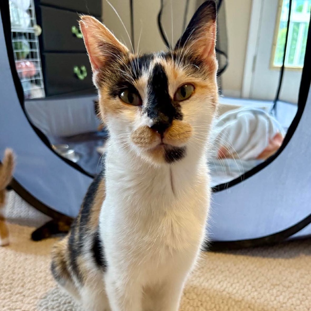 Reese Pieces (Mama Cat)