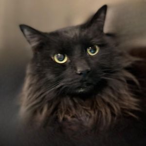 Luna, Senior Female unknown