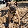 Nala photo 1