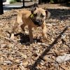 Nala photo 2