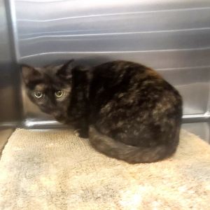 Squish, Adult Female unknown