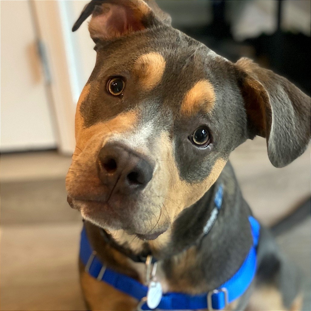 Apollo
