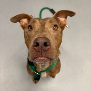 Mable, Adult Female unknown