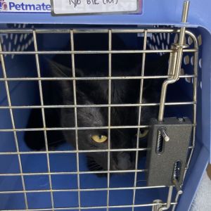 Luna, Adult Female unknown