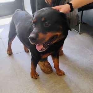 Ace, Senior Male unknown