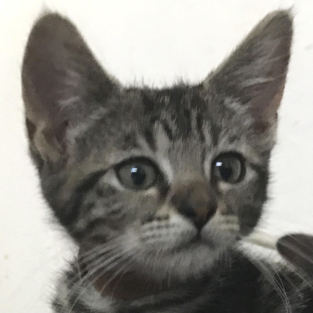 Penny