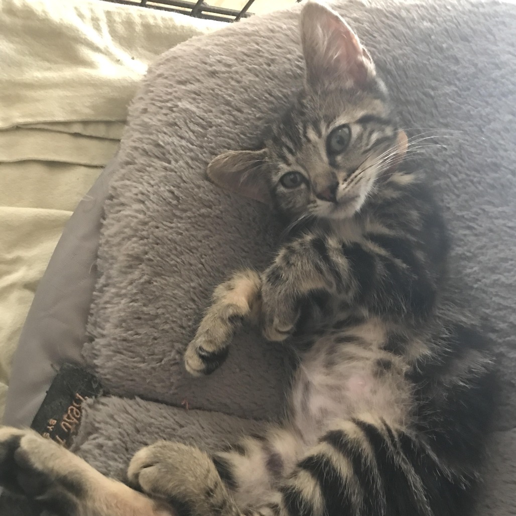 Penny