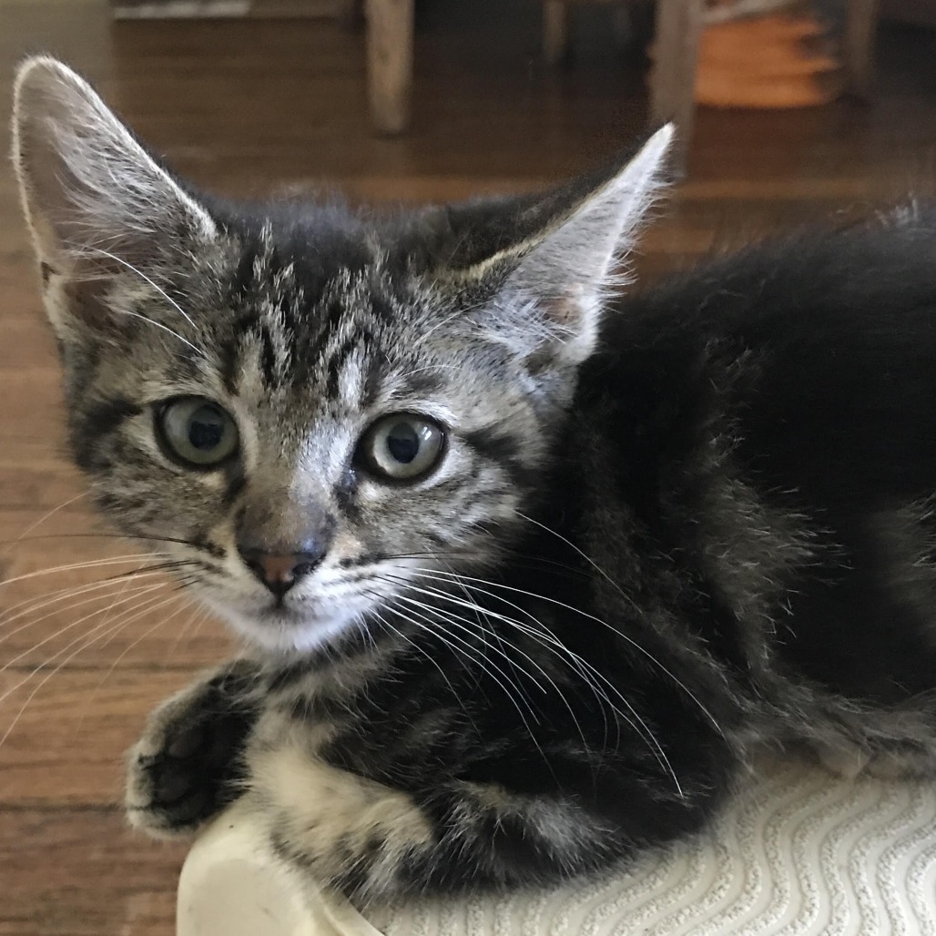 Penny