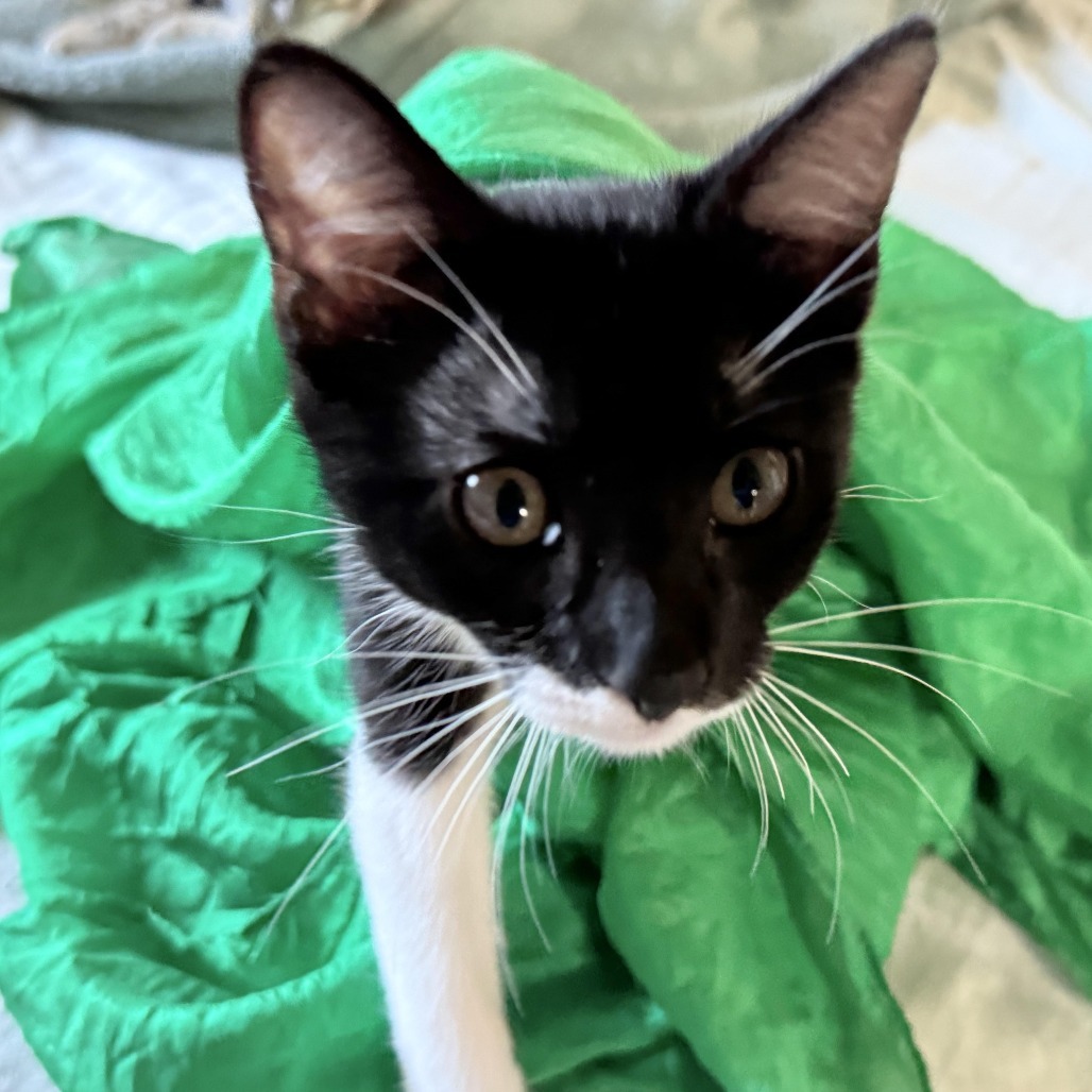 Figaro