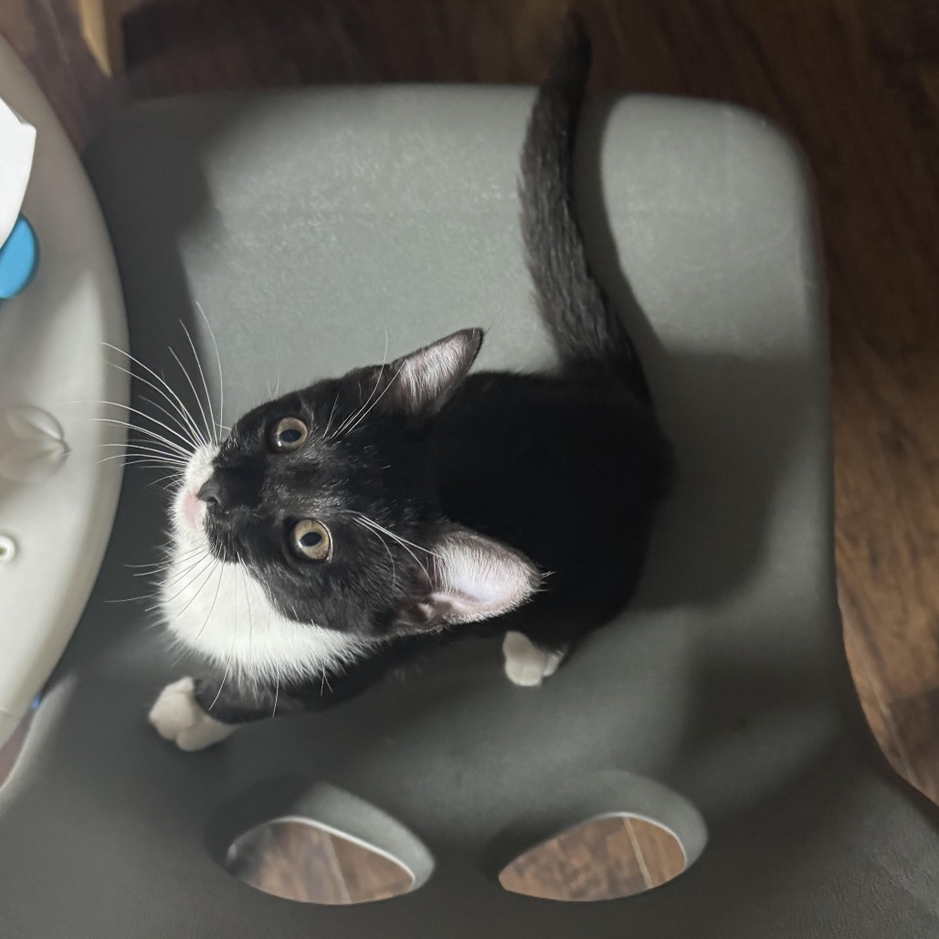 Figaro