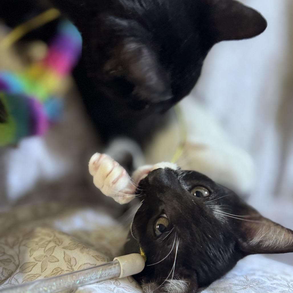 Figaro