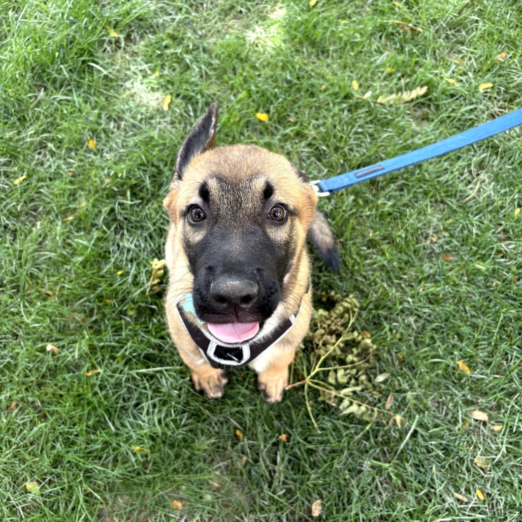 Mud Ball