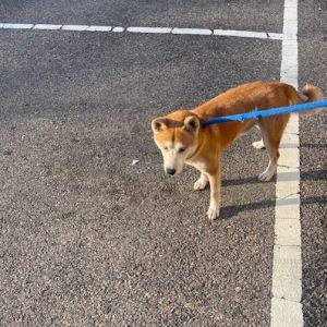 Astro, Adult Male unknown