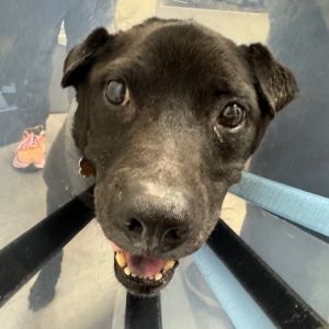 Herbie, Senior Male unknown
