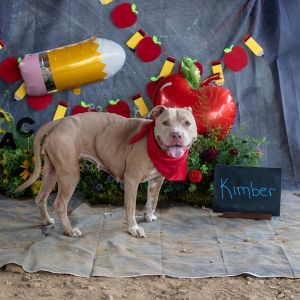 Kimber, Adult Female unknown