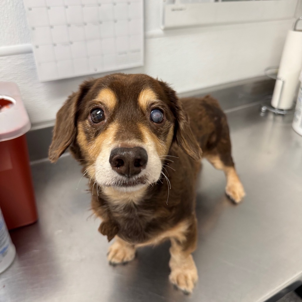 HACC-Stray-30072