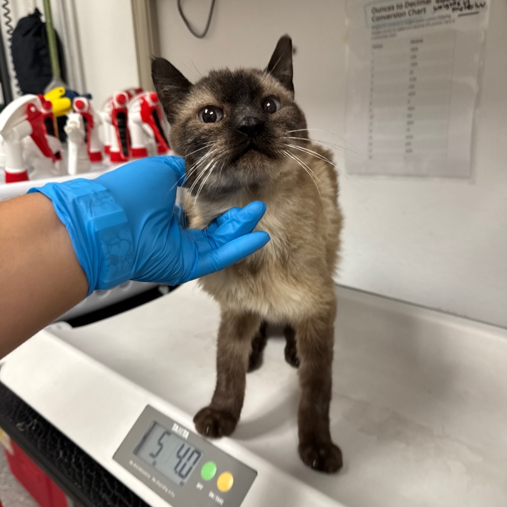 HACC-Stray-29985