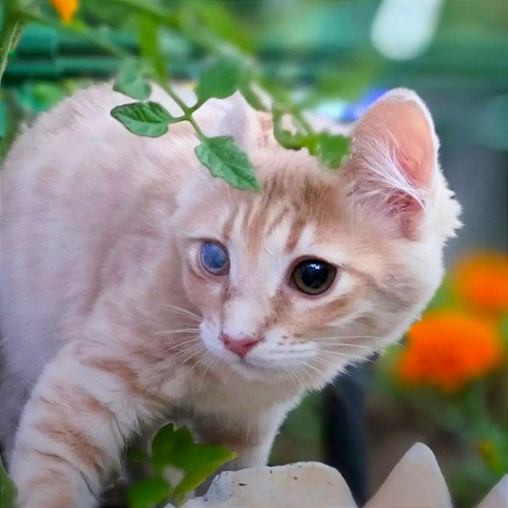 Buttercup, an adoptable Domestic Medium Hair in Mount Shasta, CA, 96067 | Photo Image 1