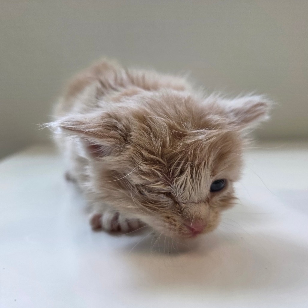 Buttercup, an adoptable Domestic Medium Hair in Mount Shasta, CA, 96067 | Photo Image 2