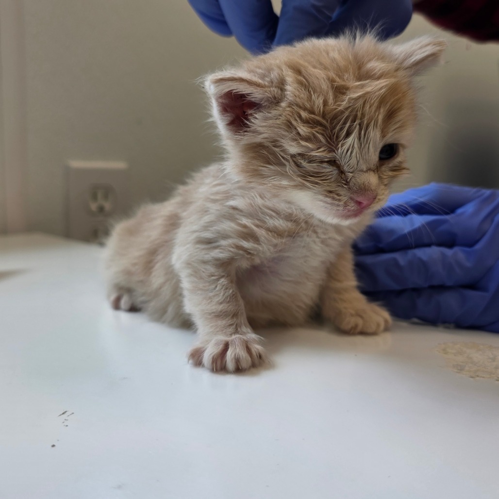 Buttercup, an adoptable Domestic Medium Hair in Mount Shasta, CA, 96067 | Photo Image 3