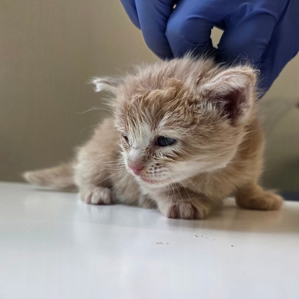 Buttercup, an adoptable Domestic Medium Hair in Mount Shasta, CA, 96067 | Photo Image 4