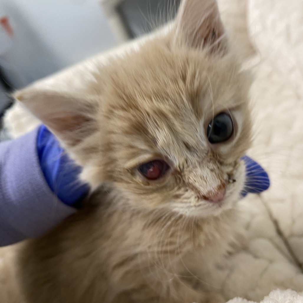 Buttercup, an adoptable Domestic Medium Hair in Mount Shasta, CA, 96067 | Photo Image 5