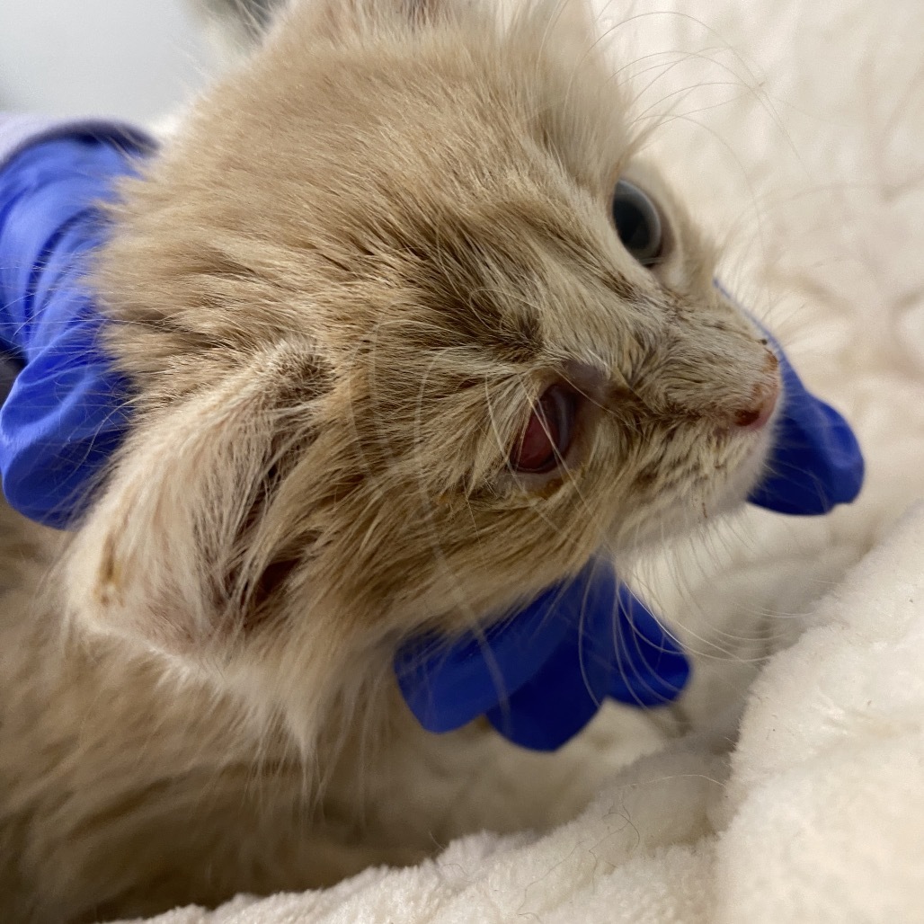 Buttercup, an adoptable Domestic Medium Hair in Mount Shasta, CA, 96067 | Photo Image 6