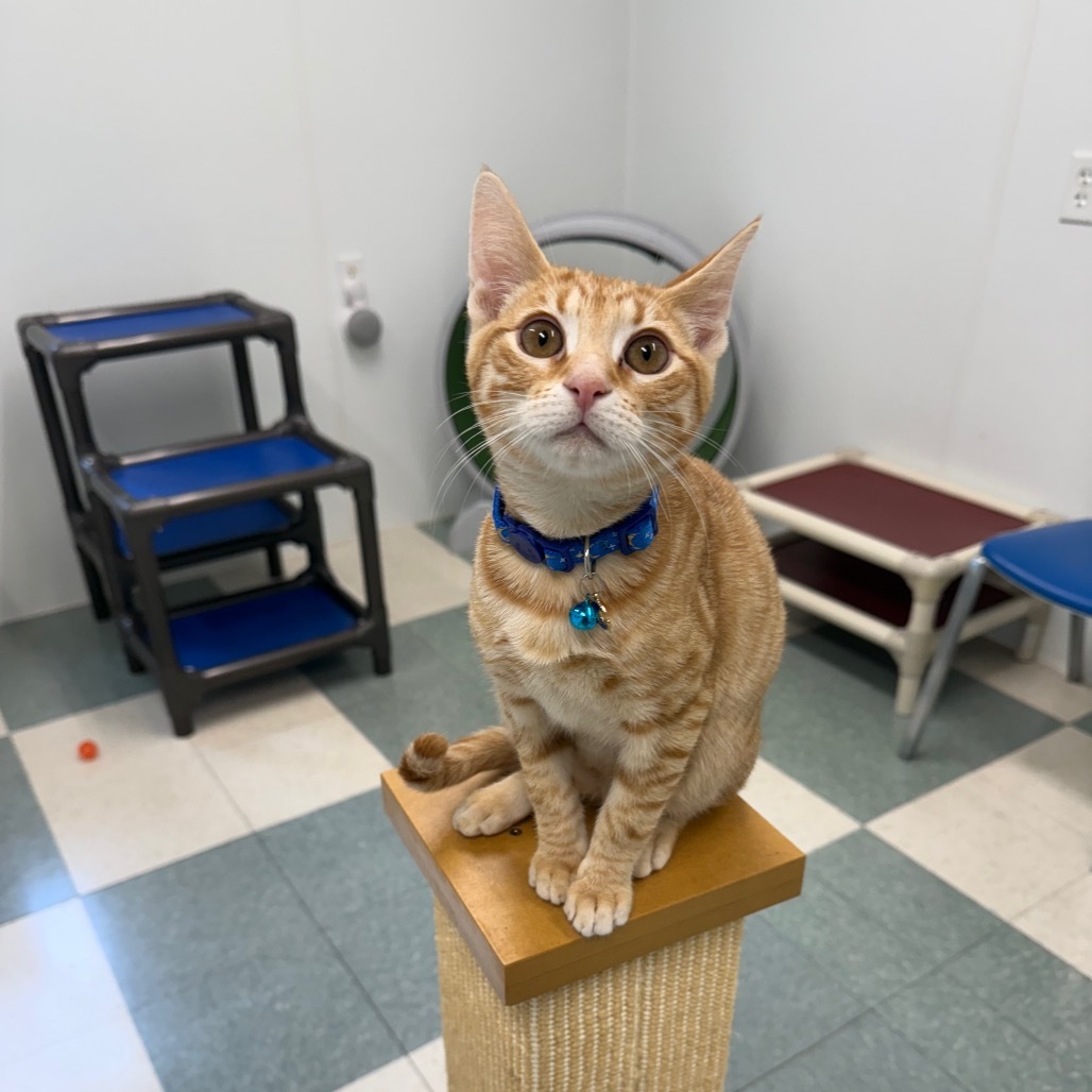 Freddy, an adoptable Domestic Medium Hair in Mount Shasta, CA, 96067 | Photo Image 1