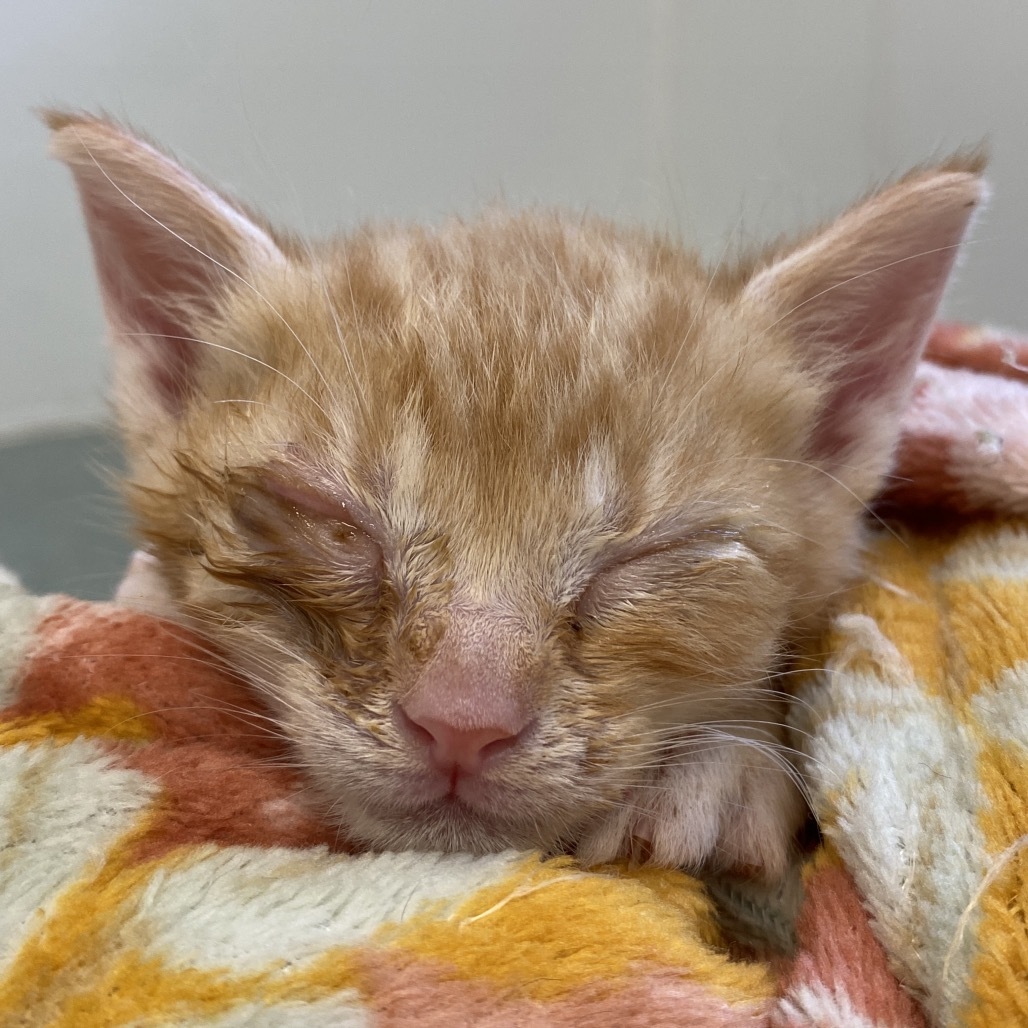 Freddy, an adoptable Domestic Medium Hair in Mount Shasta, CA, 96067 | Photo Image 2
