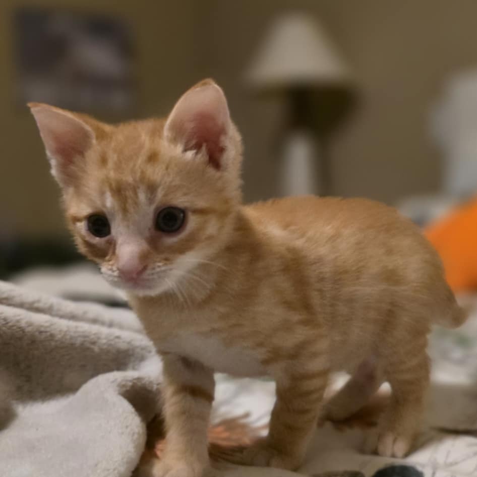 Freddy, an adoptable Domestic Medium Hair in Mount Shasta, CA, 96067 | Photo Image 3