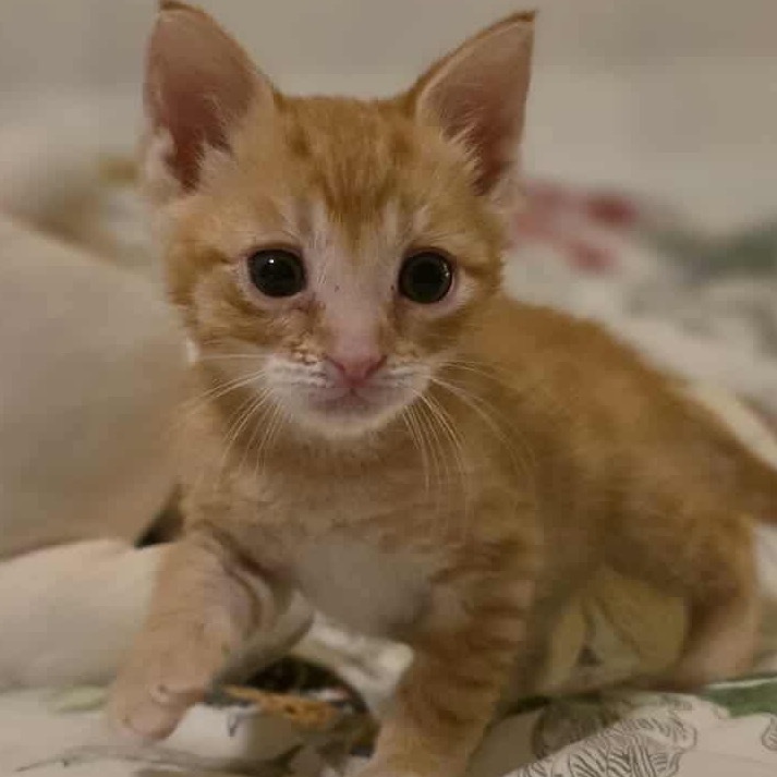 Freddy, an adoptable Domestic Medium Hair in Mount Shasta, CA, 96067 | Photo Image 4