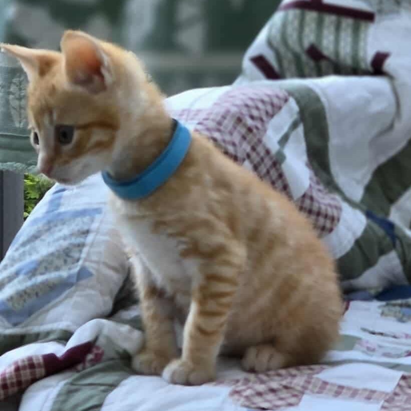 Freddy, an adoptable Domestic Medium Hair in Mount Shasta, CA, 96067 | Photo Image 5