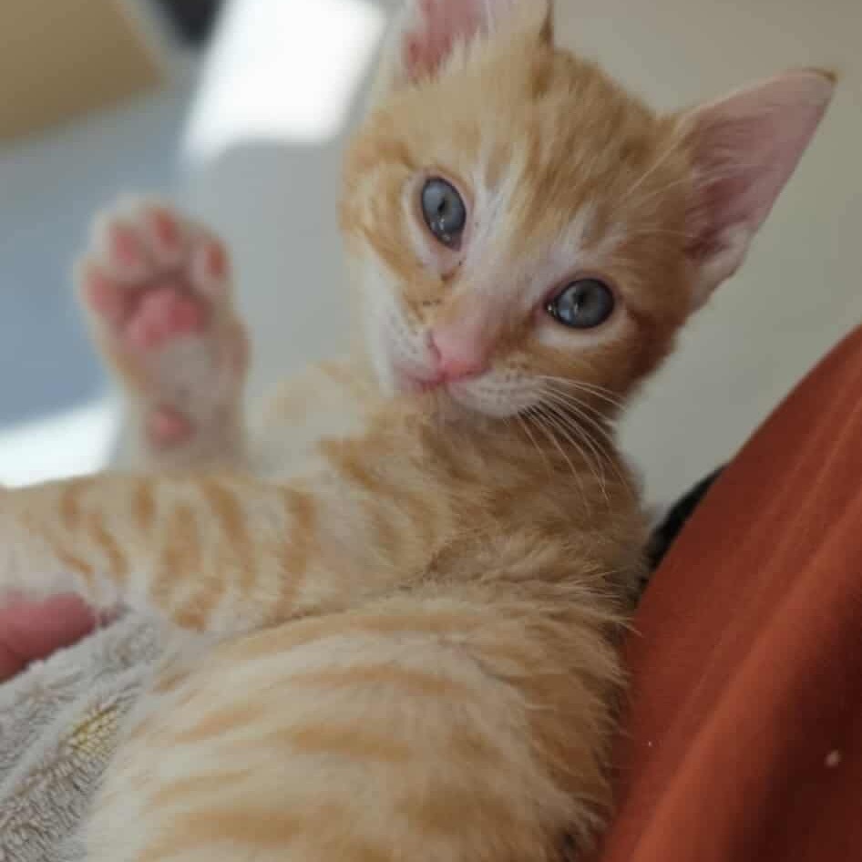 Freddy, an adoptable Domestic Medium Hair in Mount Shasta, CA, 96067 | Photo Image 6