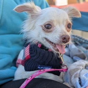 Padme (bonded to Anakin), Adult Female unknown