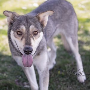 Chevy, Adult Female unknown