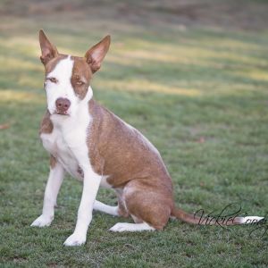 Chiquita, Adult Female unknown