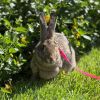 Captain Carrot Chimichanga photo 1