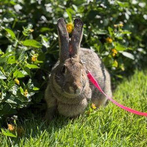 Captain Carrot Chimichanga, Young Male unknown